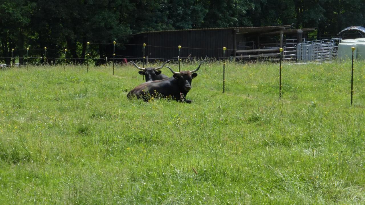 Ferienhaus Broche Hilchenbach Exteriör bild